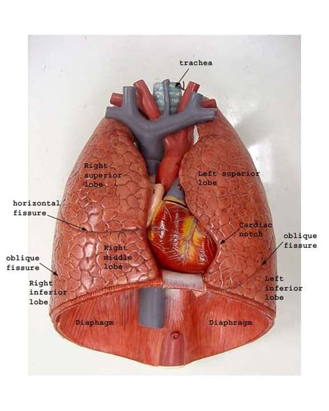 The main parts of the human torso include the thorax and abdomen. Pin on School Stuff