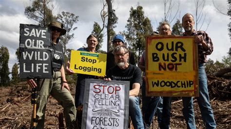 Activists Call On Albo Nsw Government To End Native Forest Logging As