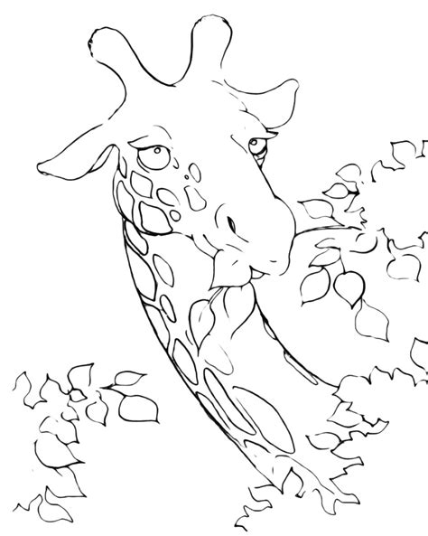Giraffe Eating Coloring Page