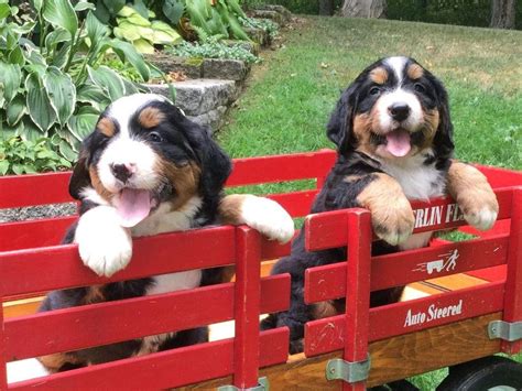 Our standards for bernese mountain dog breeders in ohio were developed with leading veterinarians and animal welfare experts. Oscar Molinar - Dog Breeders - Howard, OH