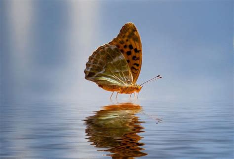 Beautiful Animal Beautiful Blue Butterfly Reflection Water Wings