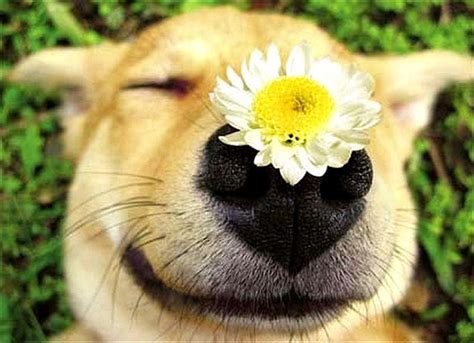 Alphabet Aesthetic Dogs And Flowers Images Dogs Who Couldnt Be More