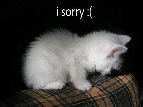 How Do You Say Sorry To A Cat Cat Dko