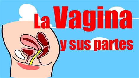 La Vagina Sus Partes Y Funci N Youtube