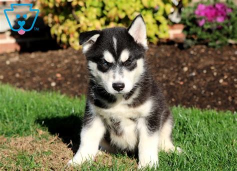 Gerberian shepsky puppies for sale. Drake | Gerberian Shepsky Puppy For Sale | Keystone Puppies