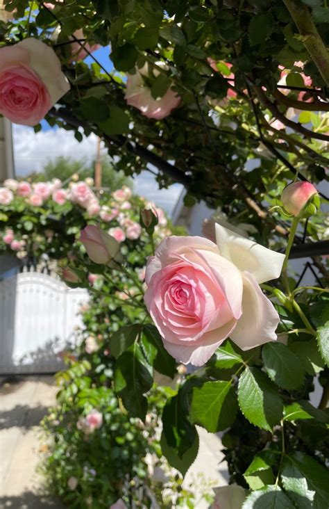 Heirloom Roses Rose Bush The Eden® Climbing Plant Live Plants For