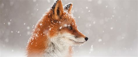 2560x1080 Fox Snow 2560x1080 Resolution Hd 4k Wallpapers Images