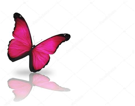 Bright Pink Butterfly Isolated On White Background — Stock Photo © Sun