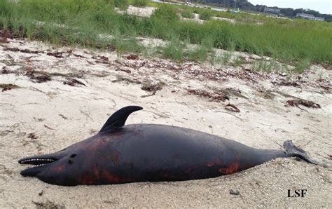 I Found A Dead Dolphin On The Beach