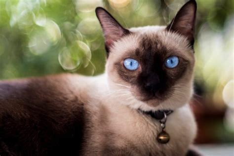 Types Of Siamese Cat All To Do With Cats