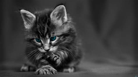 Cute Black And White Desktop Wallpapers Top Free Cute Black And White