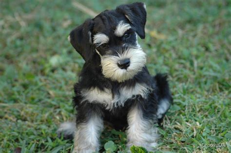 Black And Silver Miniature Schnauzer Puppy By Groovyda Redbubble