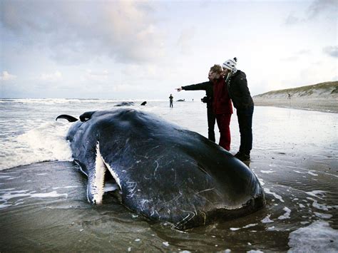 Scientists Demand Military Sonar Ban To End Mass Whale Strandings The Independent The