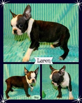 Learn more about t~bo boston terriers in alabama. Boston Terrier puppy for sale in ODENVILLE, AL. ADN-43540 on PuppyFinder.com Gender: Male. Age ...