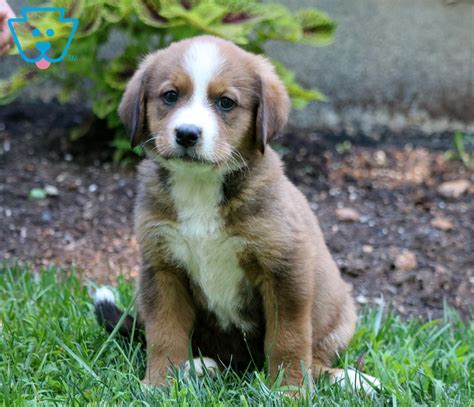 Bernese mountain dog puppies are known for their beautiful coat texture and markings, which are hallmarks of the breed. China | Bernese Mountain Dog Mix Puppy For Sale | Keystone ...