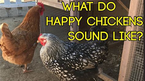 What Do Happy Chickens Sound Like Youtube