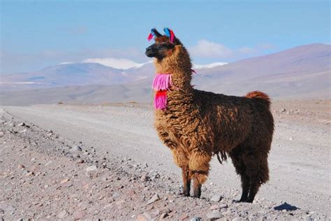 Gastronomie Bolivienne Mangez Du Lama Conseille Loms Terra Bolivia