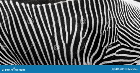 Zebra Skin Texture Stock Image Image Of Mammal Fauna