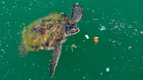 Sea Turtles May Confuse The Smell Of Ocean Plastic With Food