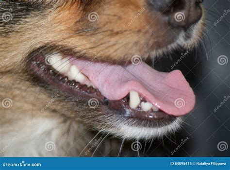 Dog Tongue Close Up Stock Image Image Of Canine Tooth 84895415