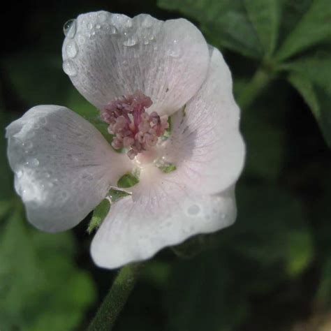 Marshmallow Herb Of The Week · Commonwealth Holistic Herbalism