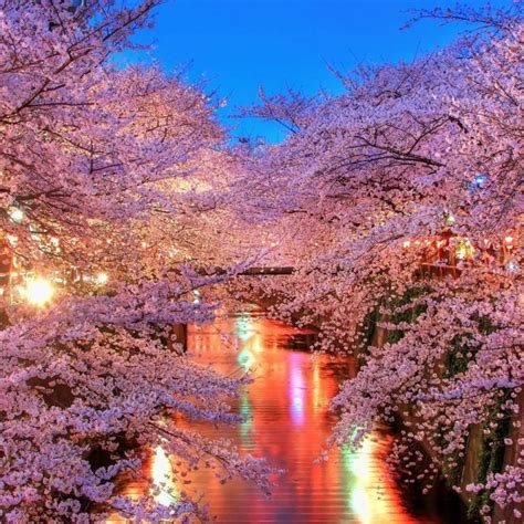 10 New Cherry Blossom Wallpaper Night Full Hd 1080p For Pc