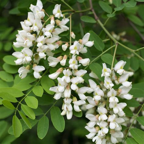 Arbusto dai piccoli fiori bianchi profumatissimi. Le proprietà dei fiori di acacia: i benefici e le controindicazioni di questi petali ...