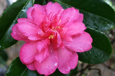 Jul 22, 2020 · camellias are another of our specialities, with over 50 varieties in stock including japonica and sasanqua. John & Maria's Garden Pages: On cold and camellias
