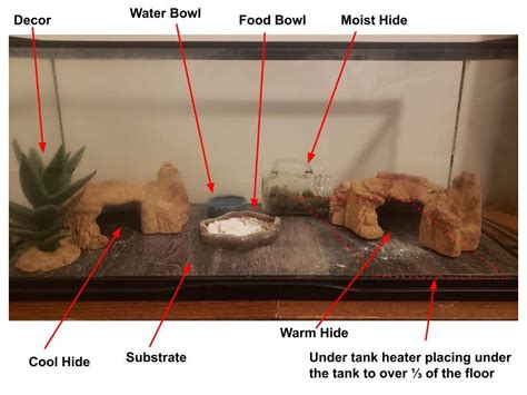 Best Leopard Gecko Enclosure Reviews And Buyer S Guide