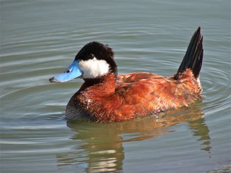 Ruddy Duck Male Breeding Ruddy Means Reddish And Th Flickr