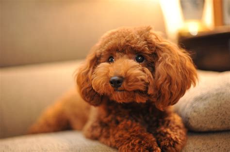 Apricot Poodle Puppy On Sofa Hd Wallpaper Wallpaper Flare
