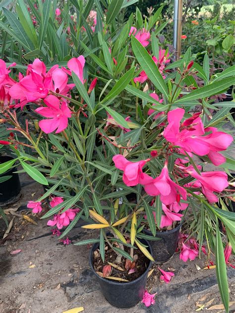 Nerium Oleander Hardy Pink 1 Live Plant Ship In 6 Pot