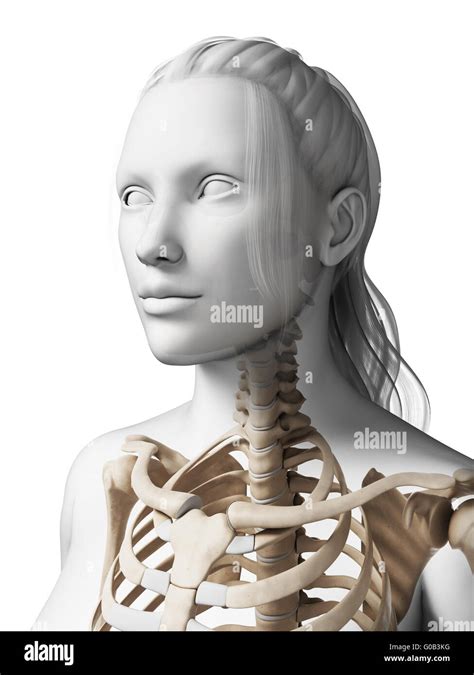 3d Rendered Illustration Of The Female Skeleton Stock Photo Alamy