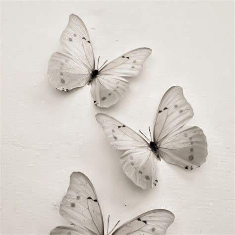 Three White Butterflies Sitting Next To Each Other On Top Of A White