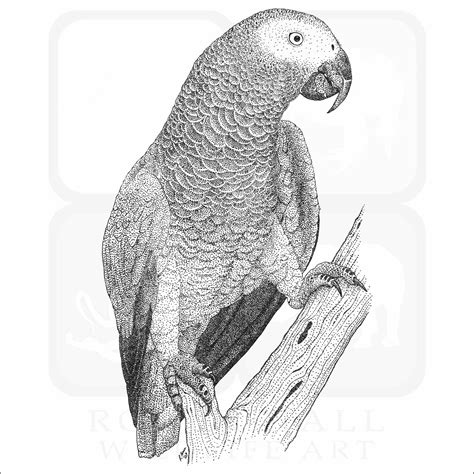 African Gray Parrot Signed Fine Art Print Inkart