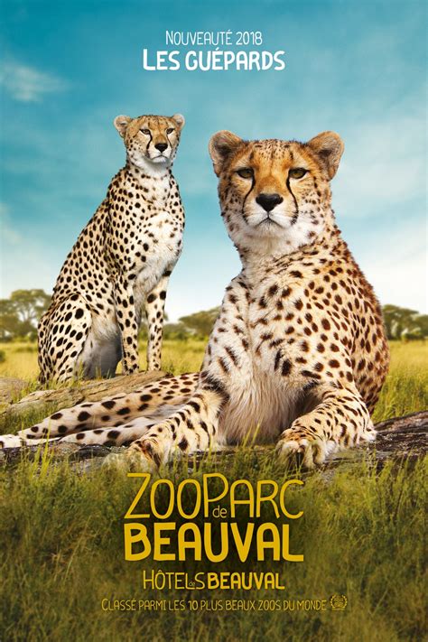 Dans les cabines au sol vitré, observez les éléphants, okapis, ou diables de tasmanie à plus de 40m de hauteur, directement sous vos pieds. Le ZooParc de Beauval, l'un des plus beaux zoos du monde