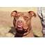 Dog For Adoption  Sandman A Pit Bull Terrier In Blanchard OK Petfinder