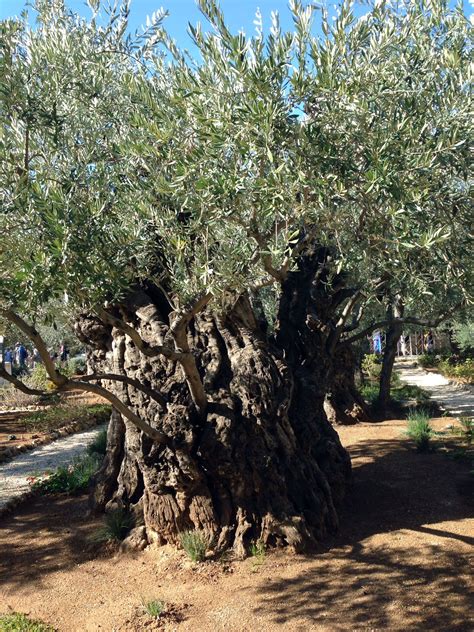 Ancient Olive Tree In Garden Of Gethsemane Jerusalem Israel Garden Of