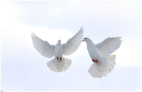 Spiritual Meaning Of A Pair Of Doves 10 Interesting Facts Insight State