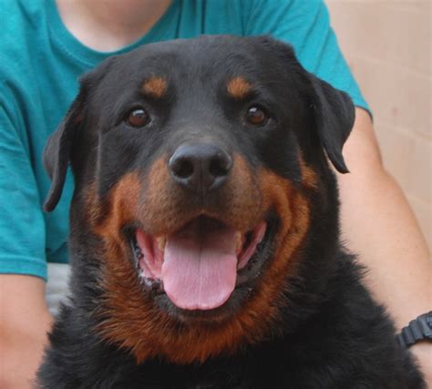 Tucker Is A Jolly Plump Rottweiler Who Is Happiest When Cuddling Or