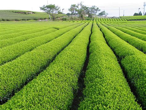Affordable and search from millions of royalty free images, photos and search 123rf with an image instead of text. Tea Plantation Photograph by Huayang