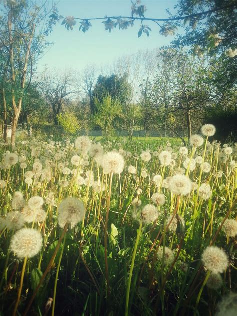 Field Of Dandelion Flowers Summer Nature Photography Nature