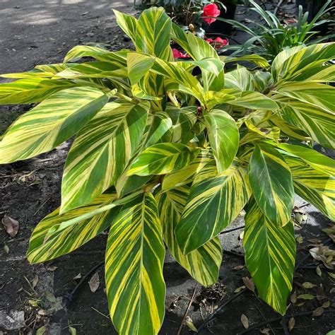 Onlineplantcenter 3 Gal Variegated Shell Ginger Shrub In A 10 In