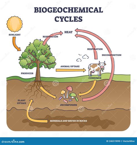 Ciclo Biogeoquímico Como Diagrama De Esquema De Vías De Circulación De