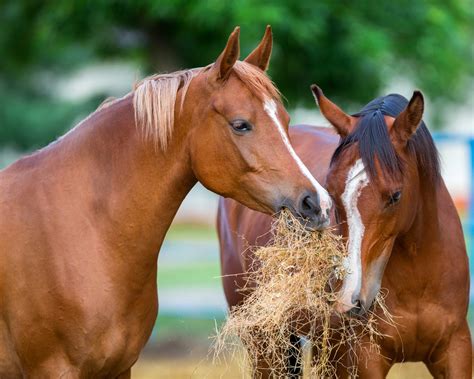 Roughage Requirements For Horses Horse Hay Ranvet