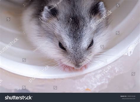 Campbells Dwarf Hamster Species Phodopus Campbelli Stock Photo Shutterstock