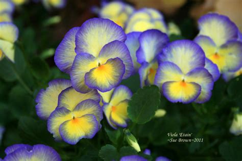 Plantfiles Pictures Viola Garden Pansy Pansy Etain Viola By