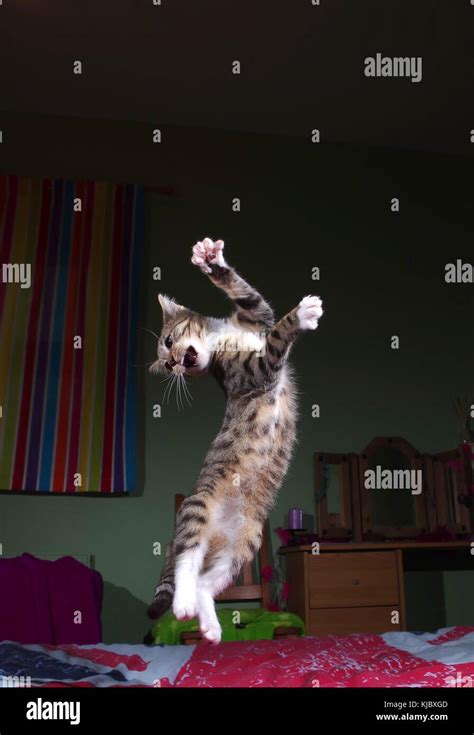 Tabby Kitten Jumping On Bed Stock Photo Alamy