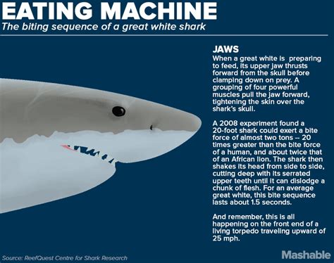 Great White Shark Facts For Kids Childhood Education Great White Shark