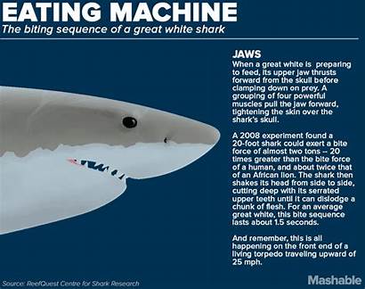 Shark Facts Sharks Week Animated Infographic Bite